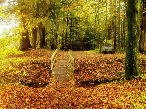 The Stikelkamp Forest Ecosystem at Gut Stikelkamp