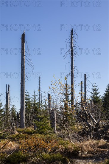Dead spruces after bark beetle infestation on the mountain Lusen