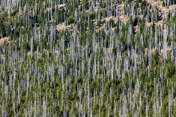 Dead spruces after bark beetle infestation on the mountain Lusen