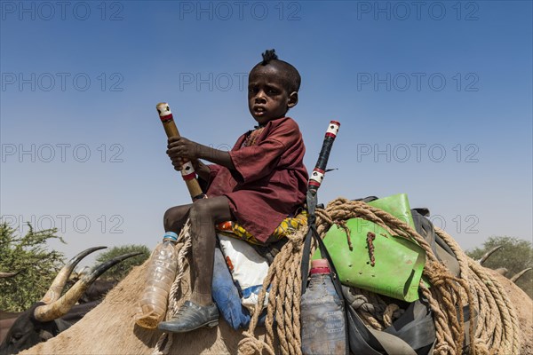 Little boy on a camel with a caravan of Peul nomads with their animals in the Sahel of Niger