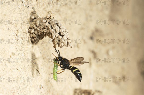 Spiny Mason Wasp