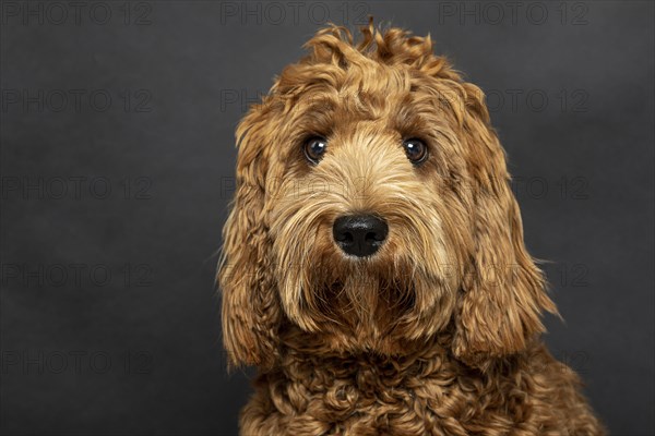 O Labradoodle