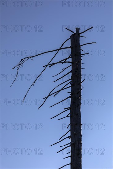 Dead spruces after bark beetle infestation on the mountain Lusen
