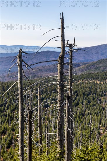 Dead spruces after bark beetle infestation on the mountain Lusen