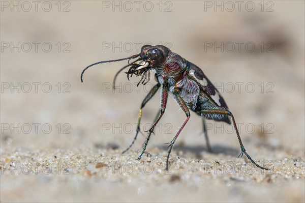 Tiger beetle