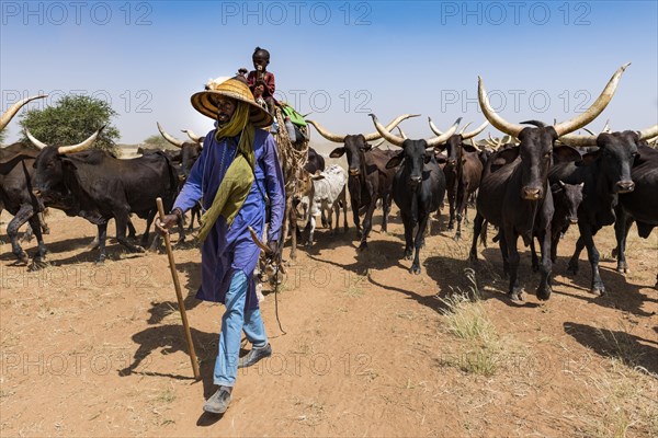 Caravan of Peul nomads with their animals in the Sahel of Niger