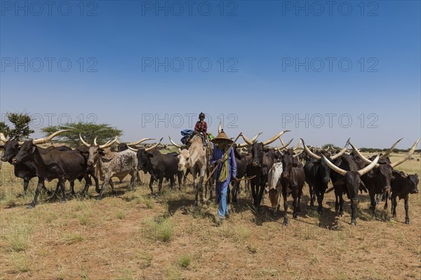 Caravan of Peul nomads with their animals in the Sahel of Niger