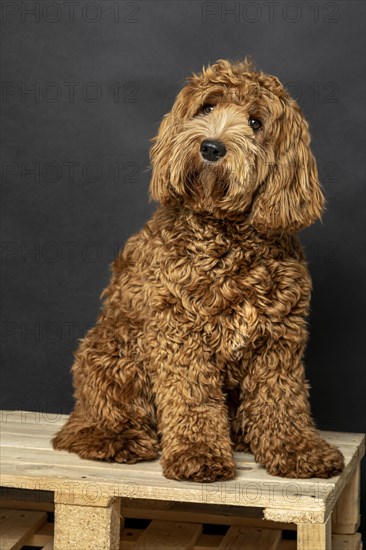 O Labradoodle