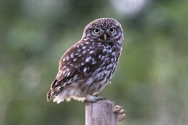 Little Owl