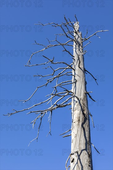 Dead spruces after bark beetle infestation on the mountain Lusen