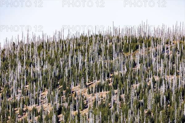 Dead spruces after bark beetle infestation on the mountain Lusen