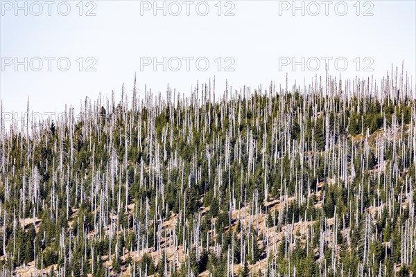 Dead spruces after bark beetle infestation on the mountain Lusen