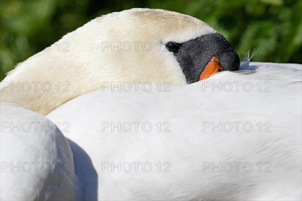 Resting Mute swan