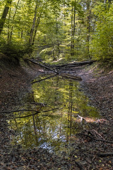 Deciduous trees reflected in a water-based paint in the forest