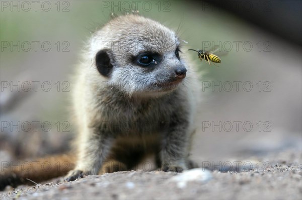 Meerkats