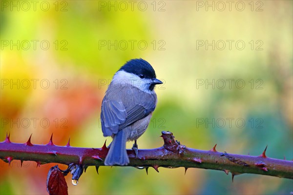 Marsh tit