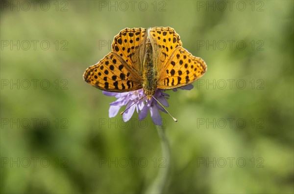 Spotted fritillary