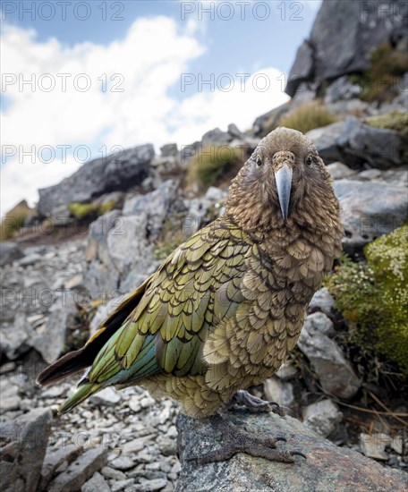 Kea