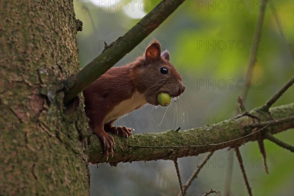 Eurasian red squirrel