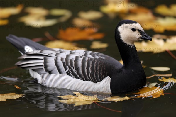 Barnacle goose