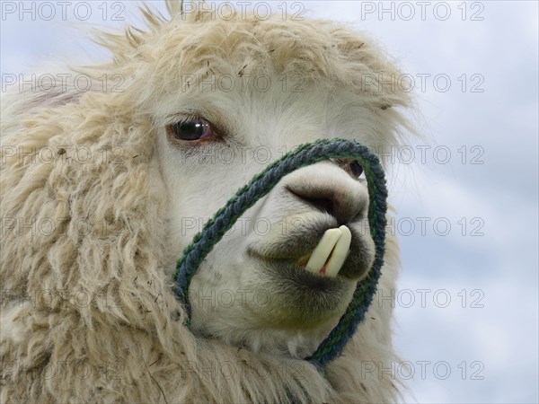 Alpaca