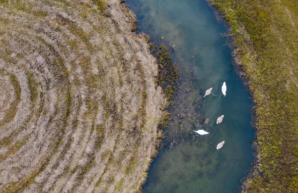 Natural course of the Zellerache river from the Irrsee with swans