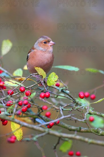 Common chaffinch