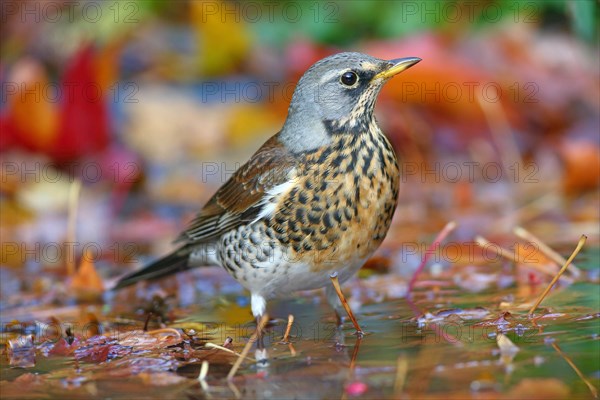 Fieldfare