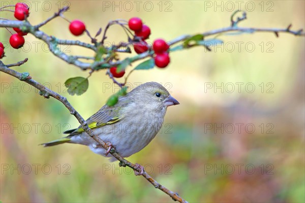 European greenfinch