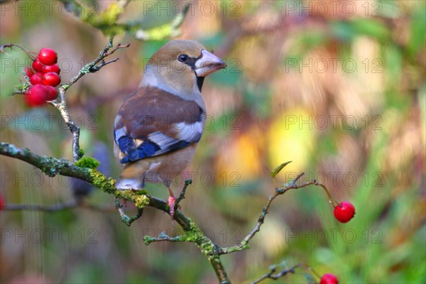 Hawfinch