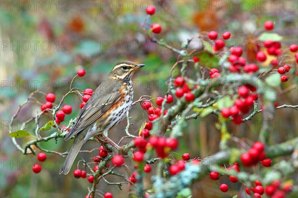 Redwing