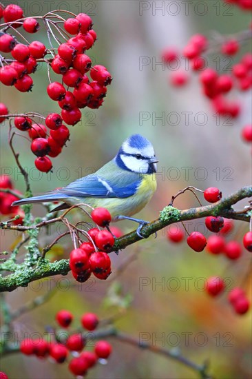 Blue tit