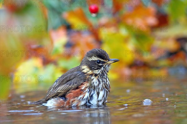 Redwing