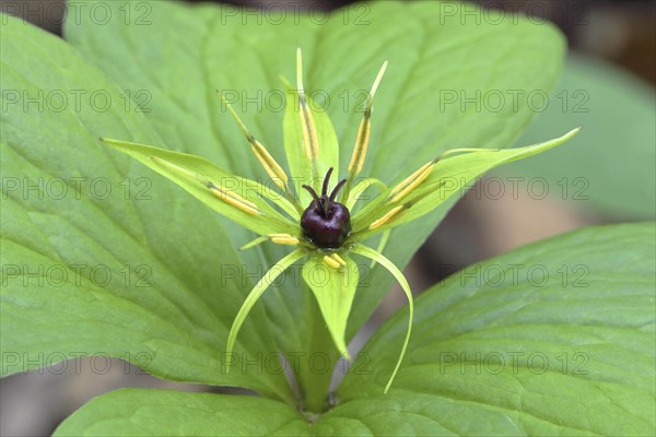 Flower of the four-leaved monberry