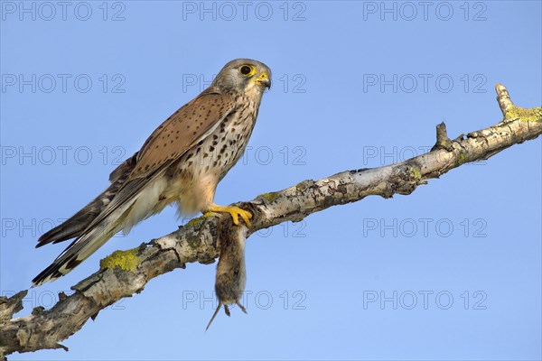 Common Common Kestrel