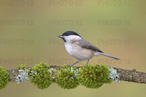 Marsh tit