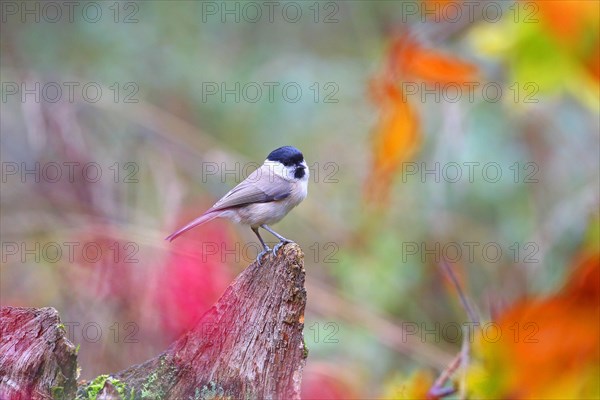 Marsh tit