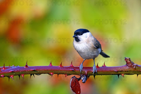 Marsh tit