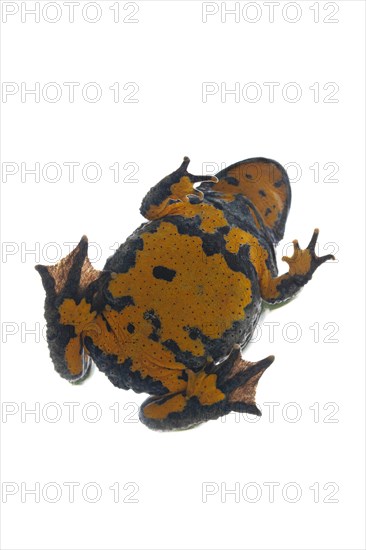 Yellow-bellied toad