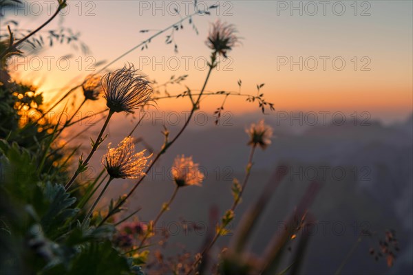 Sunrise over Lechtal Alps with faded alpine cowbell