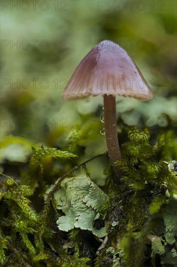 Stump fairy helmet