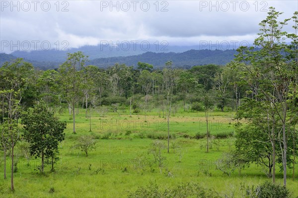 Landscape with disappearing rainforest along road 436