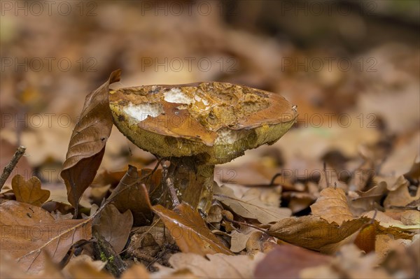 Suede bolete