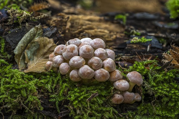 Sulphur tuft