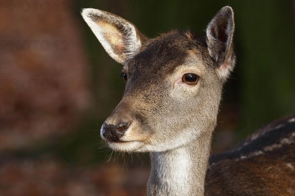 Fallow deer