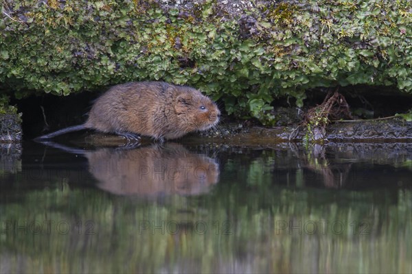 Water vole