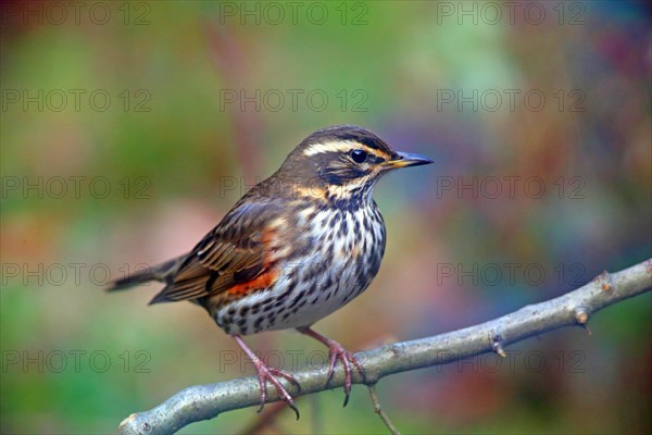 Redwing