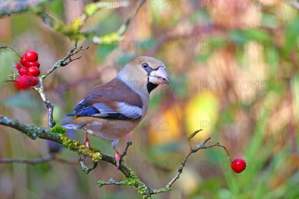 Hawfinch