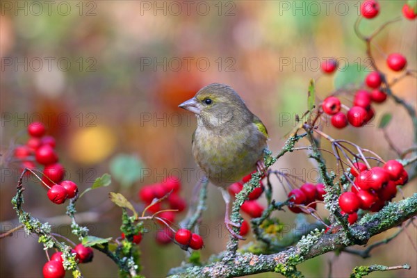 European greenfinch