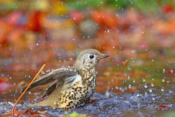 Mistle thrush